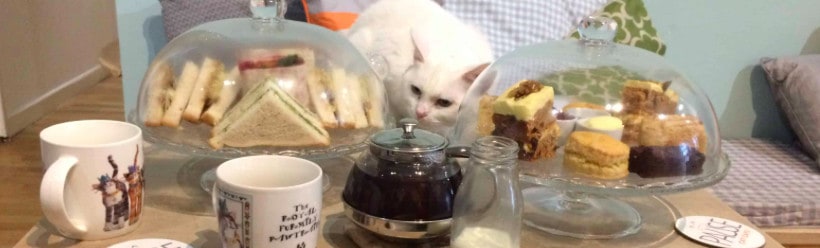 cats surrounded by vegan cakes on a table