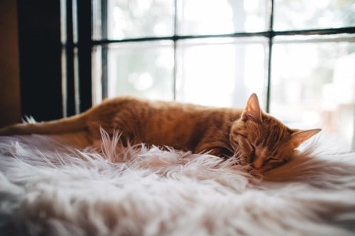 cat sleep on fluffy bed